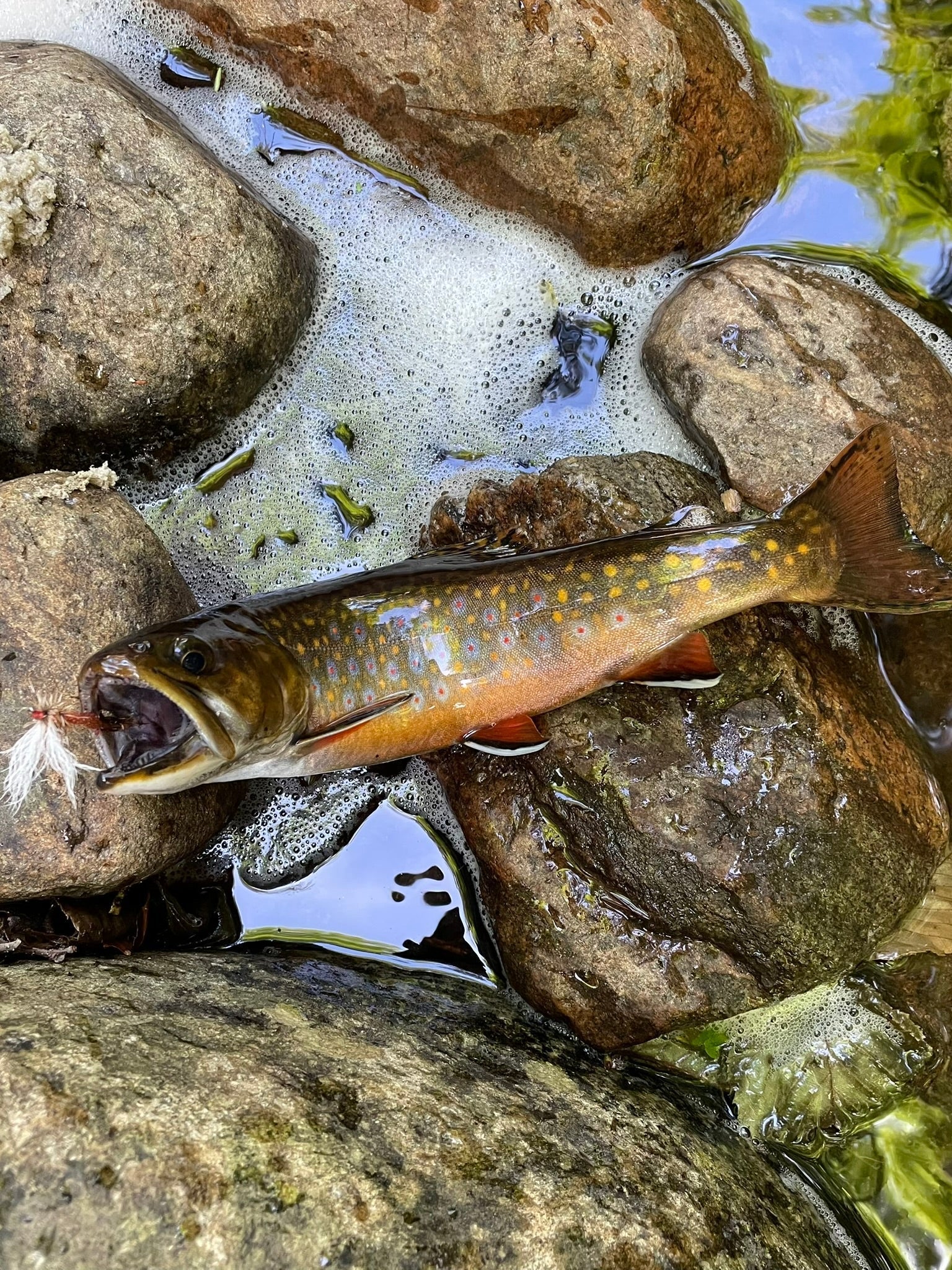 Give Trout a Break