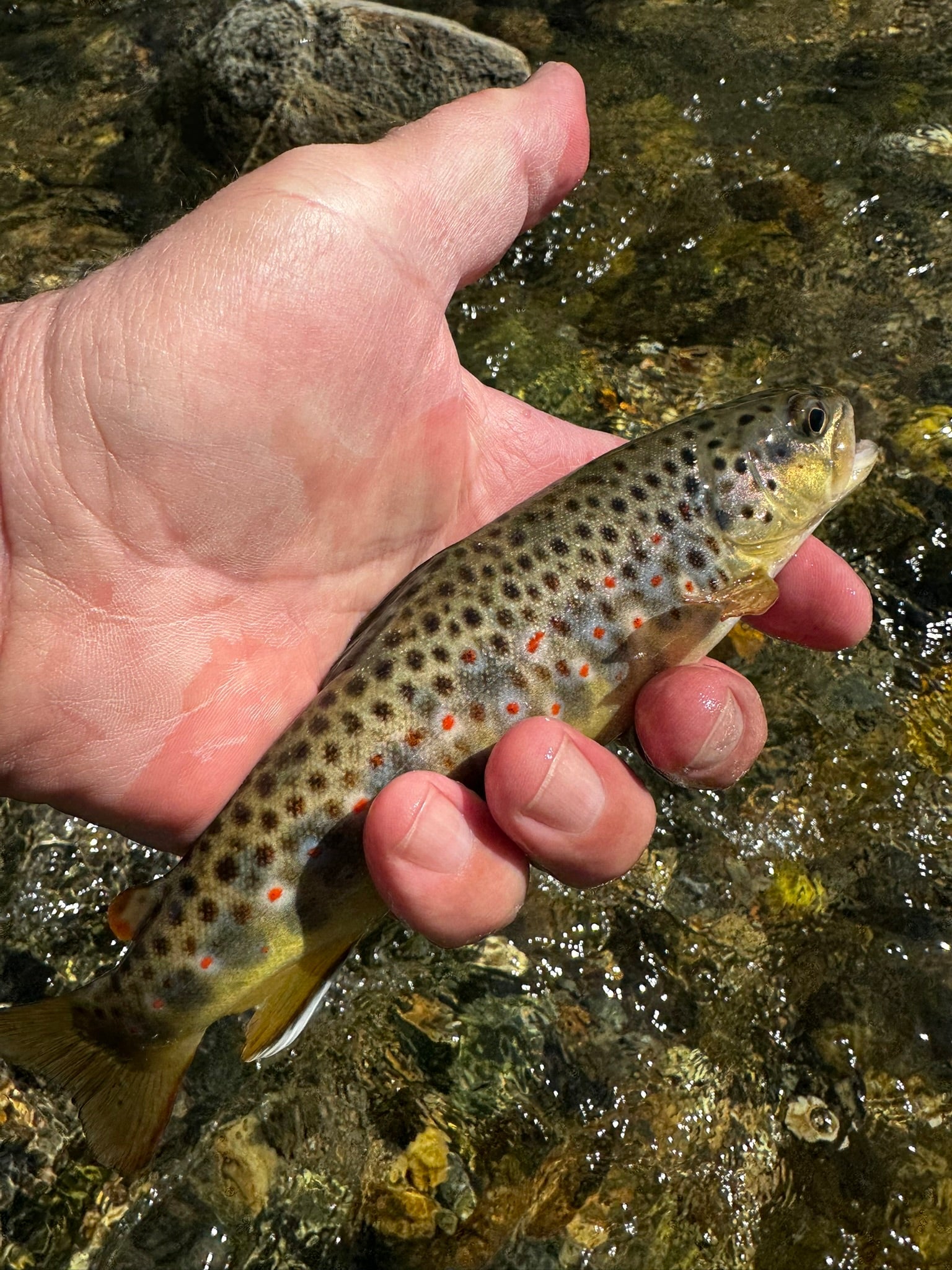 Why Catch and Release Still Matters